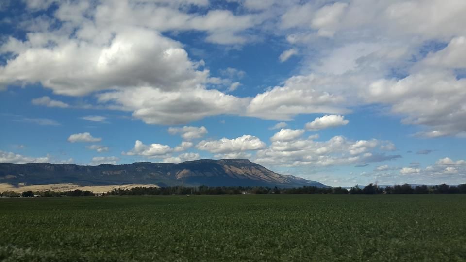 A field below Mount Emily